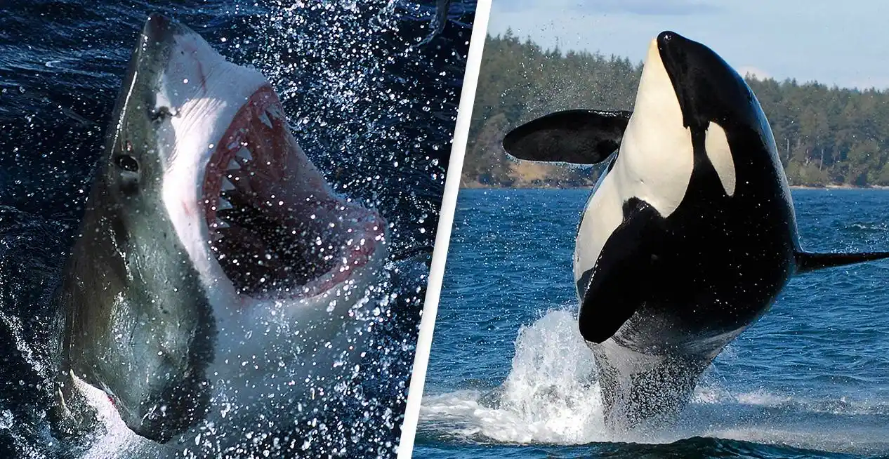 为什么大白鲨碰到虎鲸,只能乖乖被咬?撞翻窒息掏肝,一气呵成