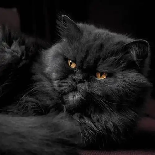 性格温顺的波斯猫头像高清头像图片