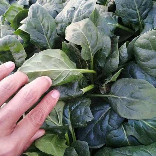 百萌大叶菠菜种子高产 春秋冬季耐寒红根圆叶菠菜籽菠菜种籽20克装