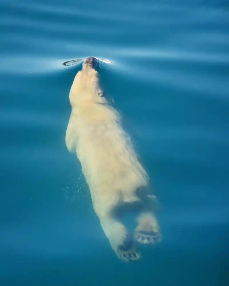 水中游泳的北极熊来自摄影师mikelibecki