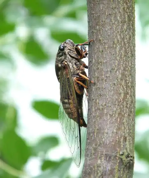 丁香花语知了声声迎盛夏散文