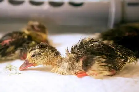 刚出壳刚孵出的小鸭照片