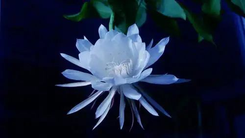 十月份的结束,因为昙花的开花时间在夜晚,所以白天很难看到花开,昙花