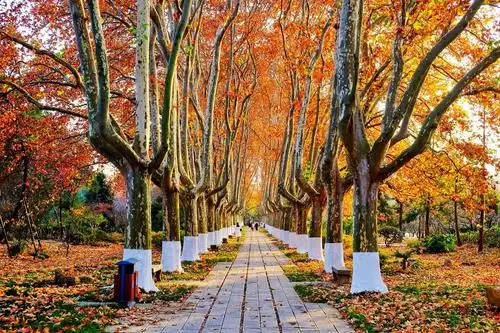 秋游南京之二.梧桐树的秋韵2020.11