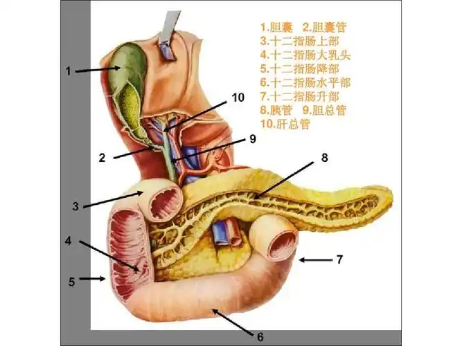 胆囊 2.胆囊管 3.十二指肠上部 4.十二指肠大乳头 5.十二指肠降部 6.