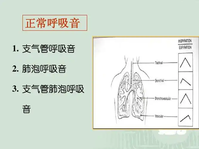 支气管肺泡呼吸 音