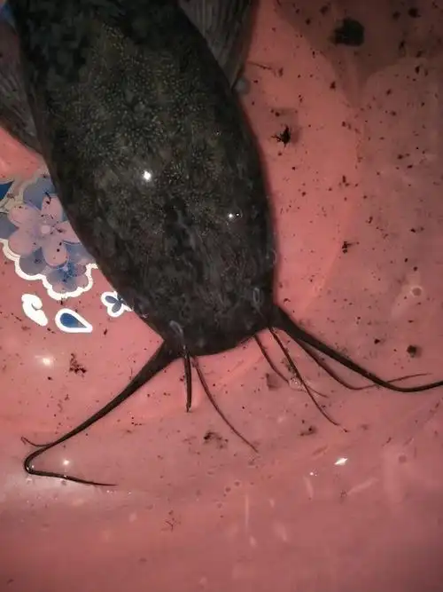 八须鲶鱼现在真不多了清水塘里特别好吃