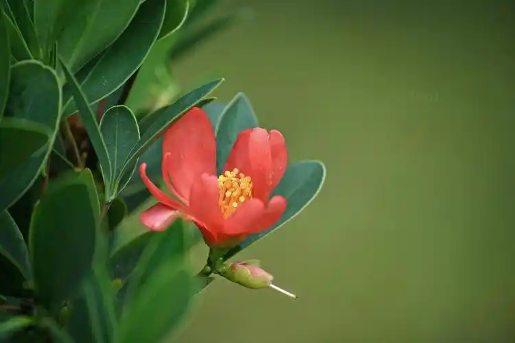 四季红山茶 [ 花卉] (共 8 p)