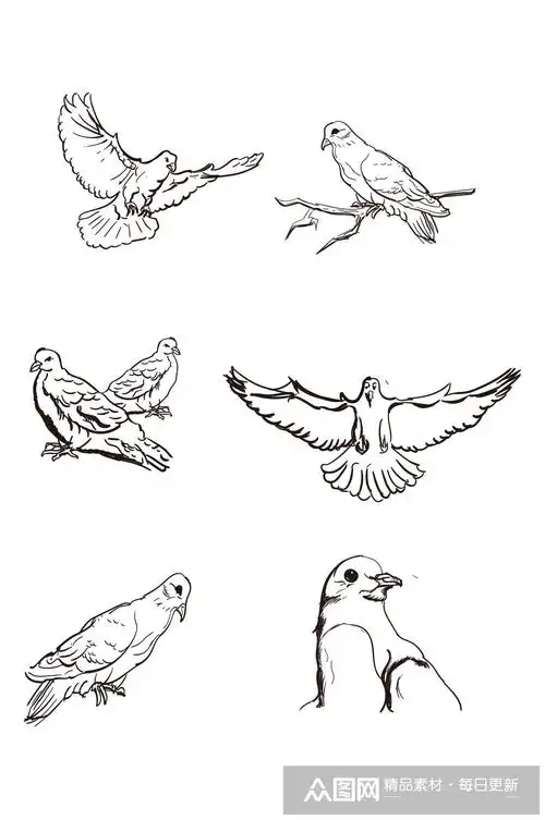 鸽子手绘黑白稿线稿墨画