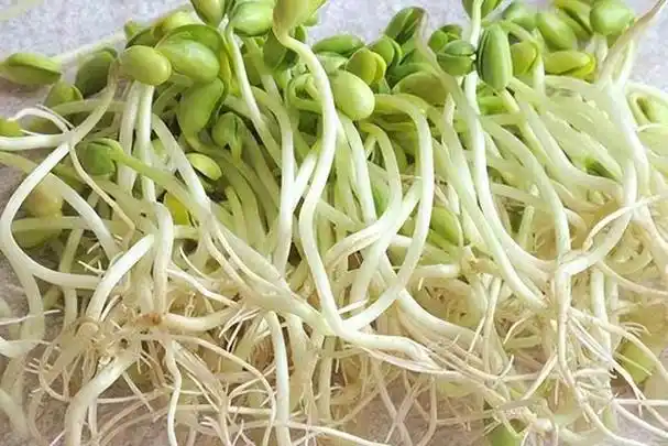 压力处理对绿豆芽生长的影响