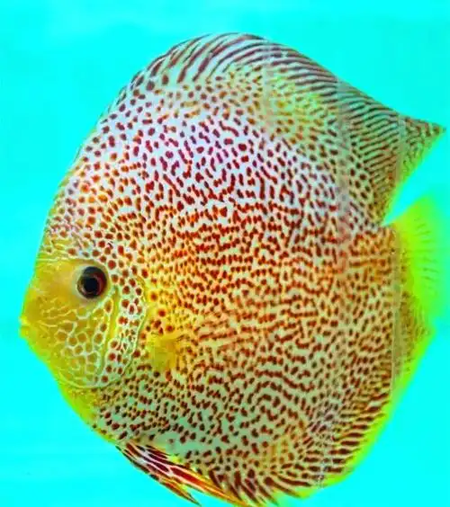 热带鱼七彩神仙鱼鱼苗活体财神豹点观赏淡水精品鱼