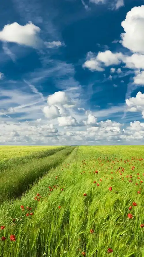 草地草坪蓝天h5背景