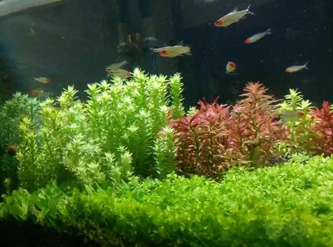 出打头阳性水草