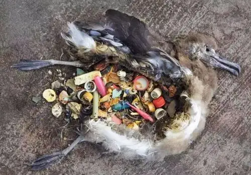 不断地给海洋带来各种污染,导致生态环境的不断恶化!