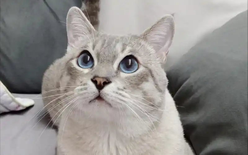 活动作品虎斑暹罗猫咪一些蓝眼睛记录横屏版