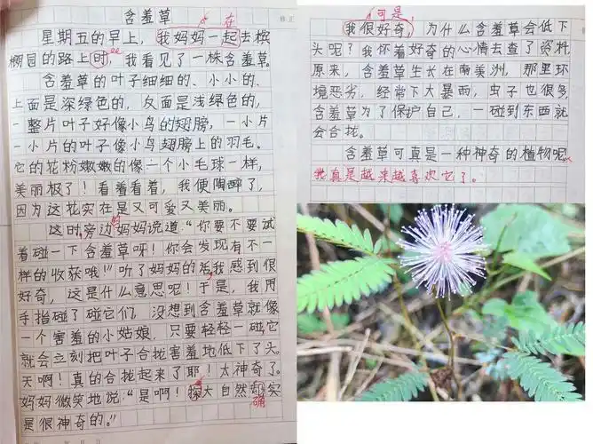 我的植物朋友——三(4)班作文集(三)