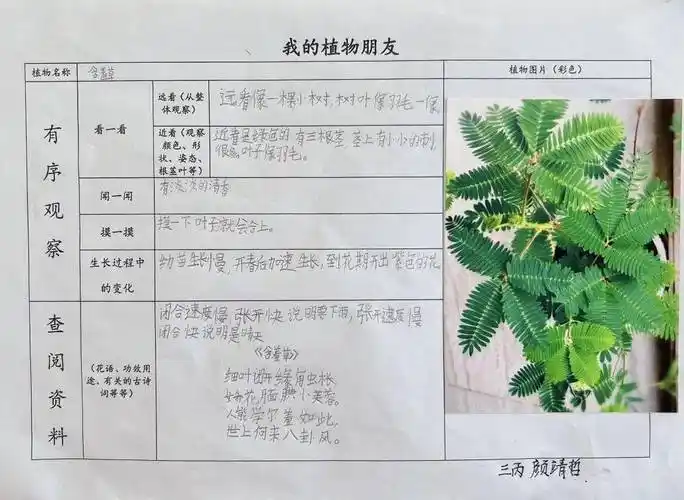 "我的植物朋友"——记双语部三年级语文实践作业展_袁雅斌_校对_记录