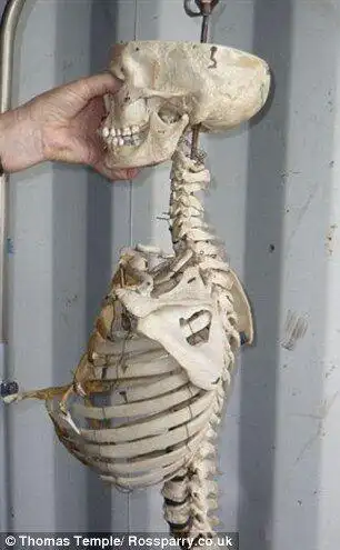 英高中为真人教学骨架举办迟来的葬礼