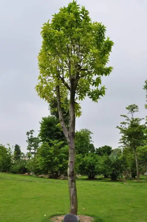 白兰花树图片大全