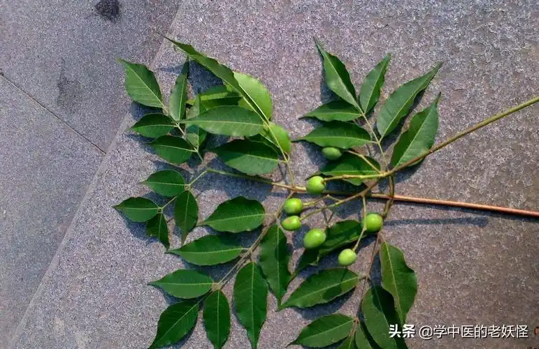 苦楝皮的功效与作用,苦楝皮的作用(每天学习一味中药——苦楝皮)