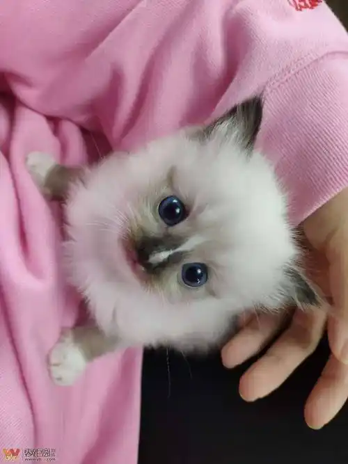 超级可爱的手套稀有流星色布偶,一个多月啦,已经学会