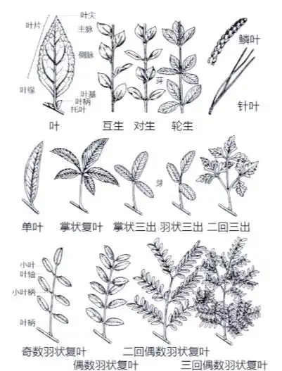 如何轻松区分单子叶和双子叶植物