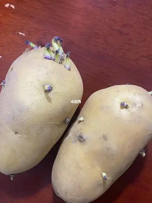 土豆发芽能吃吗