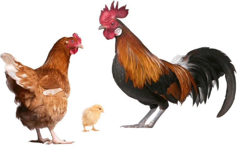 公鸡母鸡小鸡动物素材