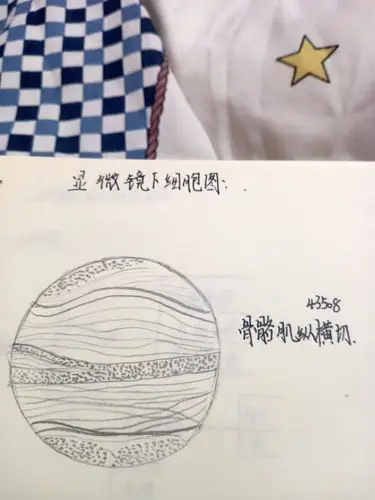 骨骼肌纵横切细胞图