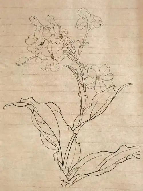 每日一练白描花卉烟花