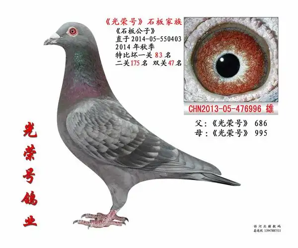 石板公子_内蒙古鼎程阳光鸽业_ ag188.com爱鸽商城_中国信鸽信息网