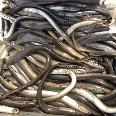 黑龙江特产抚远特产纯野生新鲜七星鱼七鳃鳗鱼八目鳗速冻发货