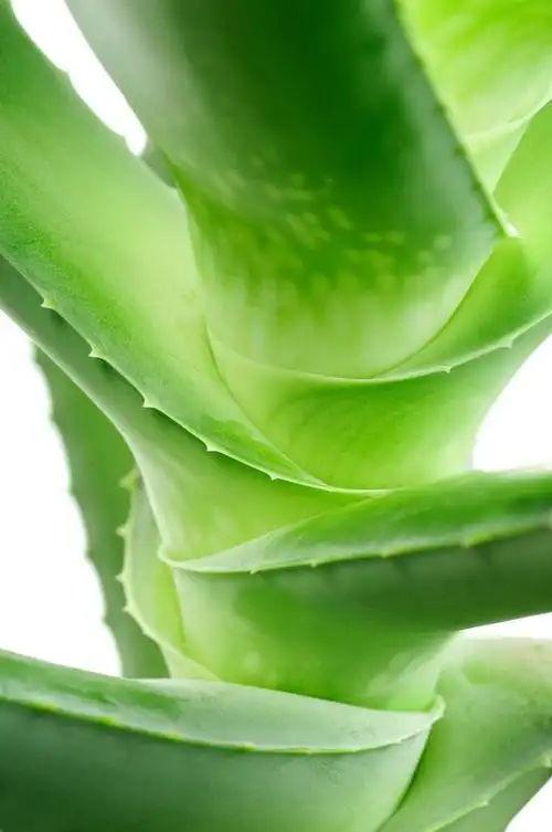 宏,芦荟叶片特写.宏