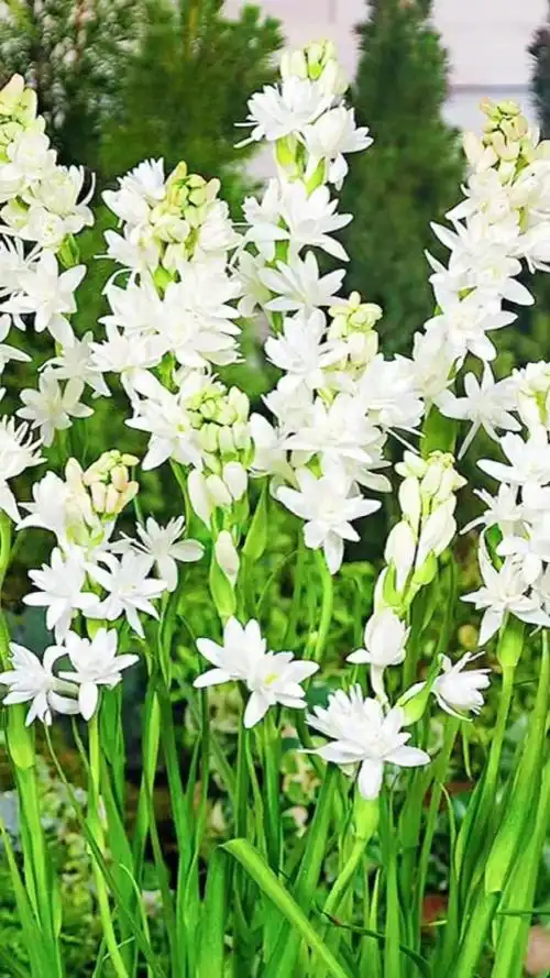 什么花最香最好闻,那就是晚香玉,也叫夜来香,它花色艳丽