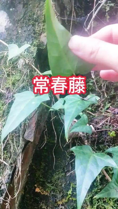 植物科普#常春藤别称三角风,枫荷梨藤等,属五加科