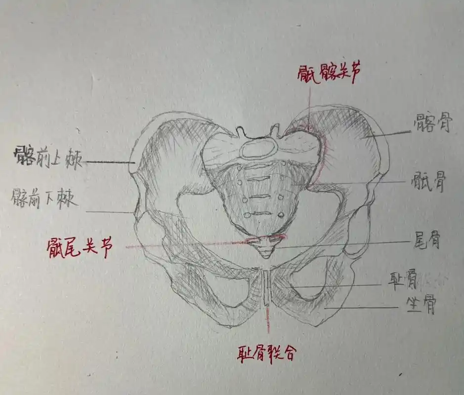骨盆解剖图 骨盆:由髋骨 骶骨和尾骨组成.
