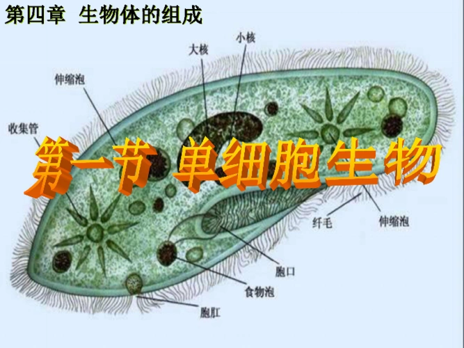 单细胞生物课件共20张ppt