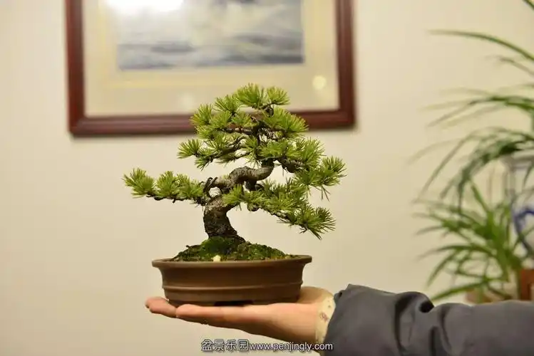 实生那须五针松(25年左右)