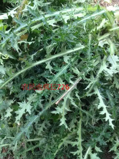 野生大蓟根干 虎蓟 刺蓟 大蓟根 中药材 输卵管不通 通而不畅