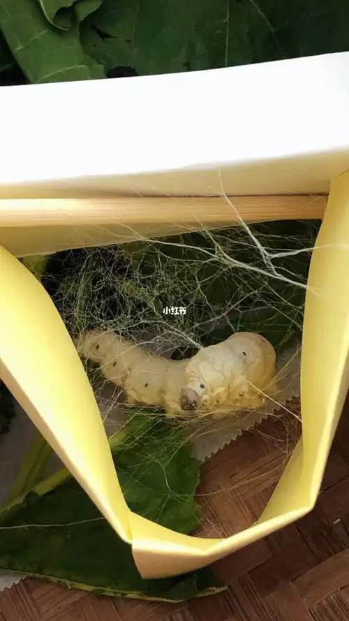 蚕宝宝吐丝结茧啦