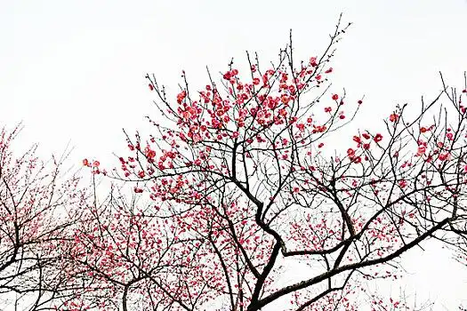 梅花红梅