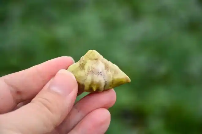 夏秋之交,练塘水"菱"灵~|菱角|莲藕|茭白|馄饨|毛豆_网易订阅