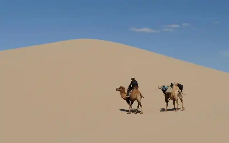 沙漠行走的骆驼