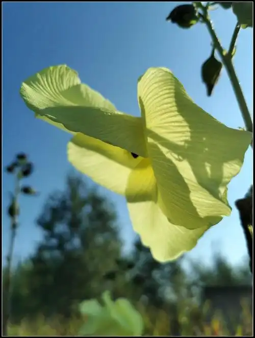 药食同源的"黄秋葵花"