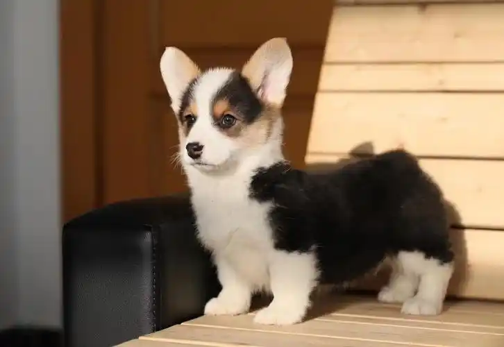 精品萌宠柯基犬出售疫苗齐全保健康签订协议随时上门