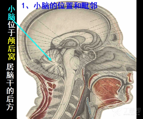 神经解剖教学课件(九)小脑