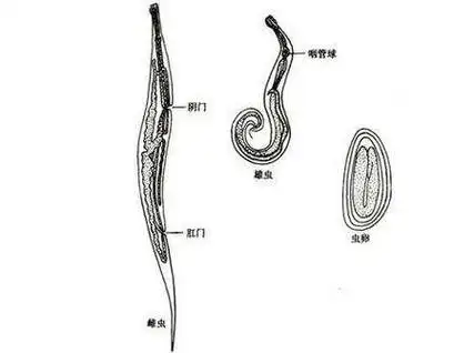 勤晾晒被褥:对宝宝使用过的被褥要勤晾晒,使虫卵死亡.