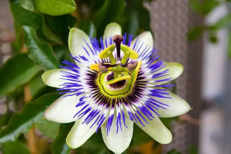gardening 101: passionflower
