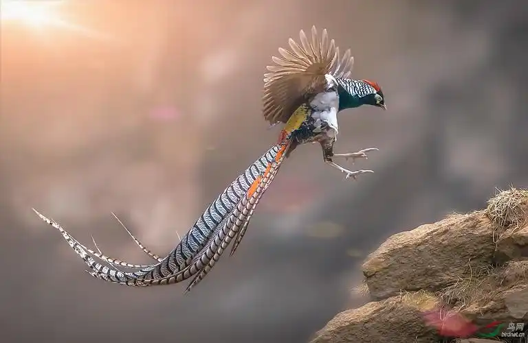 白腹锦鸡恭贺老师佳作荣获首页精华