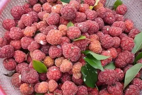 柘树果实是什么科类的果实柘树是什么木材